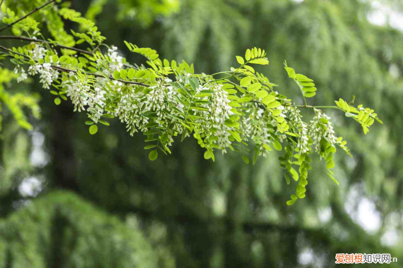 山东东营有哪些花卉基地地址，东营适合养什么花，市花和市树是什么？