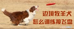 边境牧羊犬怎么训练接飞盘，边境牧羊犬接飞盘视频