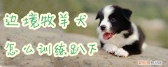 边境牧羊犬怎么训练趴下，如何训练边牧趴下