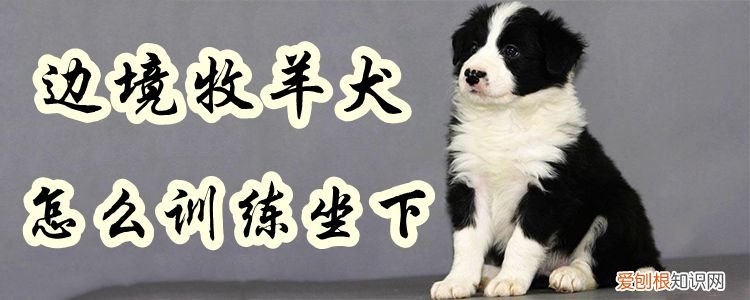 边境牧羊犬怎么训练坐下，边境牧羊犬怎样训练