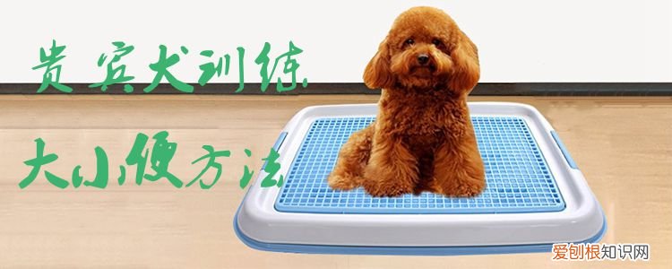 贵宾犬训练大小便方法，贵宾犬训练大小便方法图解