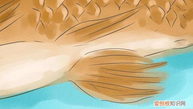 金鱼公母对照图片 ，怎样分辨金鱼的雌和雄图片？