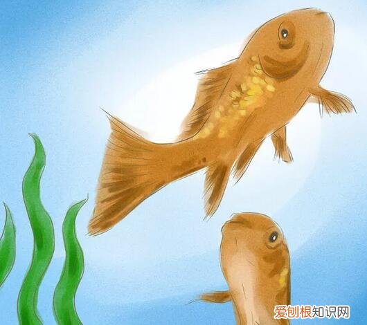 金鱼公母对照图片 ，怎样分辨金鱼的雌和雄图片？