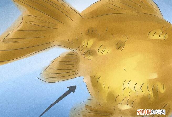 金鱼公母对照图片 ，怎样分辨金鱼的雌和雄图片？