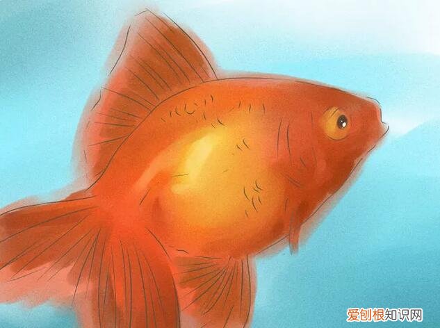 金鱼公母对照图片 ，怎样分辨金鱼的雌和雄图片？