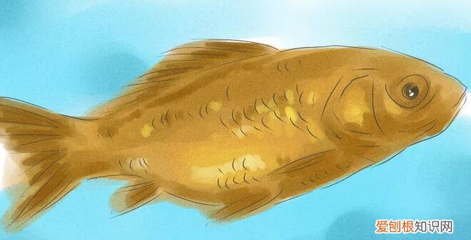 金鱼公母对照图片 ，怎样分辨金鱼的雌和雄图片？