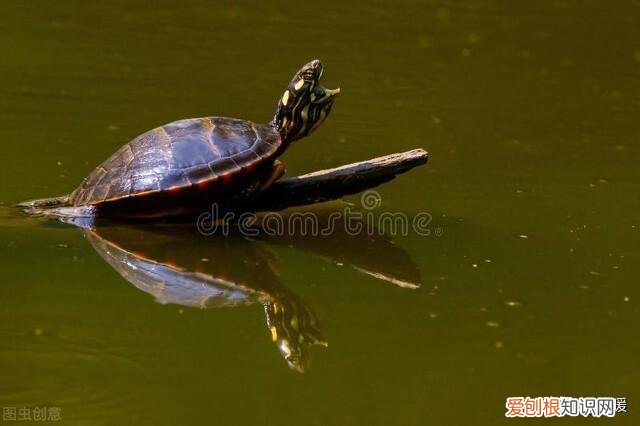 乌龟断尾了还能长出来吗图片 ，乌龟断尾了还能长出来吗视频？