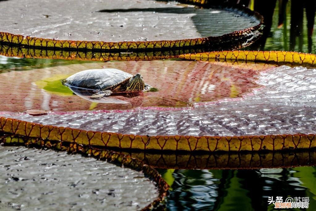 乌龟断尾了还能长出来吗图片 ，乌龟断尾了还能长出来吗视频？