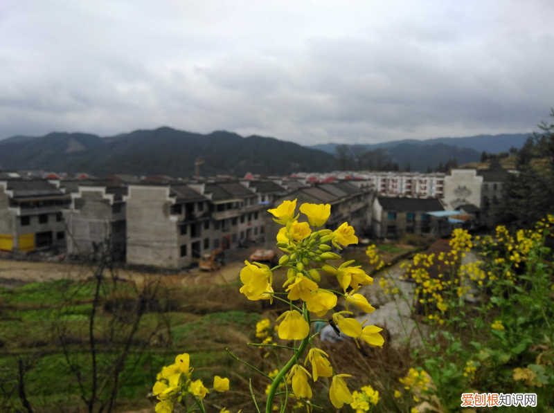 宣城适合种什么树，宣城适合养什么花，市花和市树是什么？