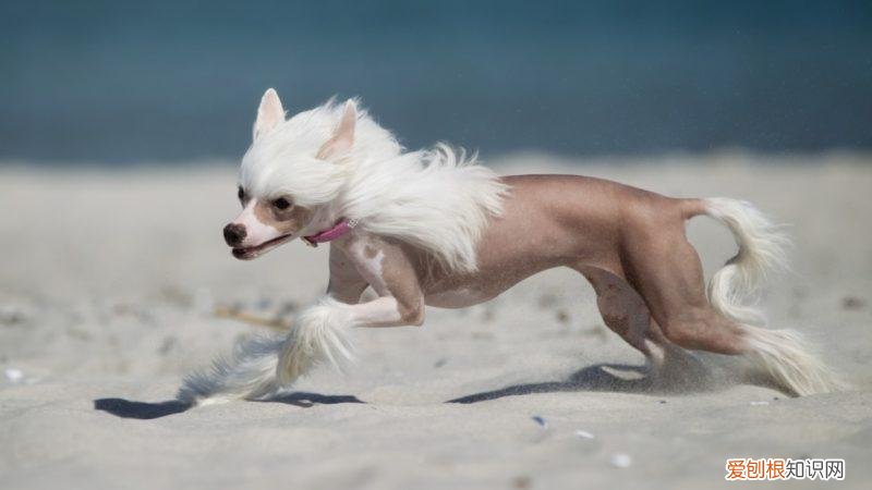 中国冠毛犬聪明吗 ，中国冠毛犬优缺点？