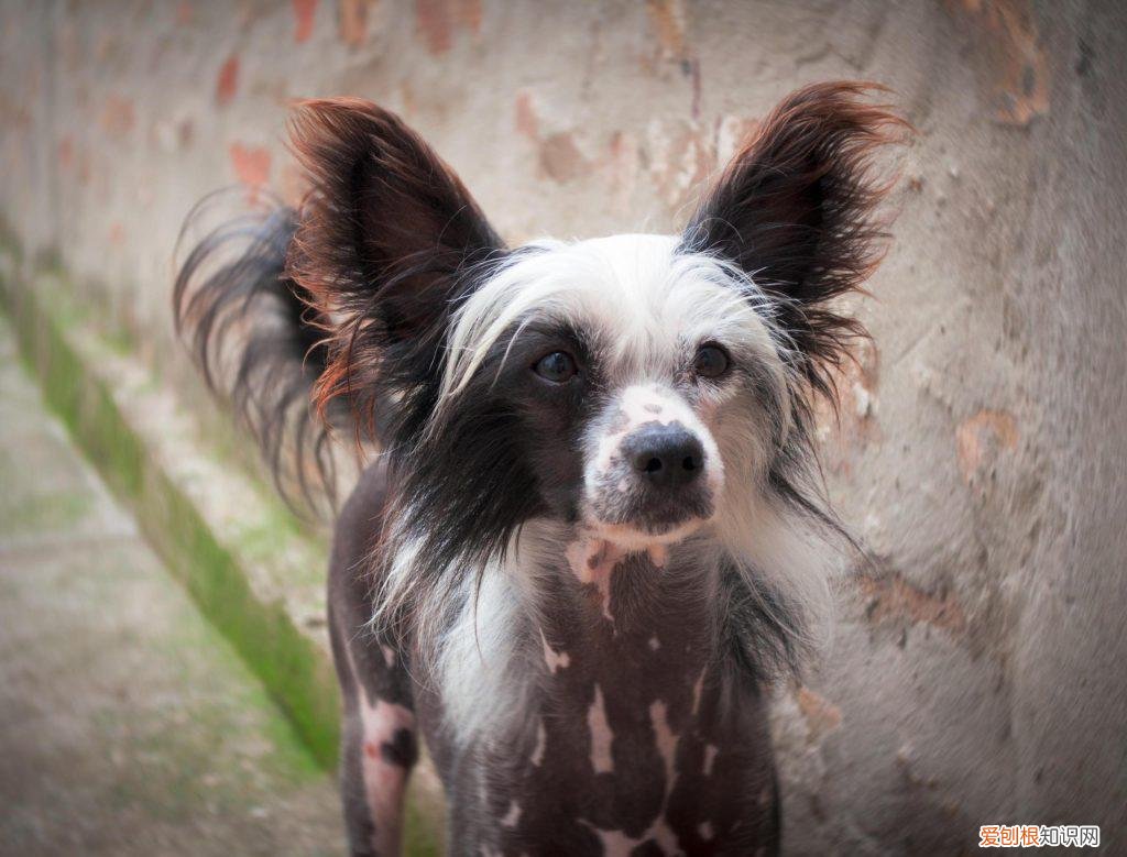 中国冠毛犬聪明吗 ，中国冠毛犬优缺点？