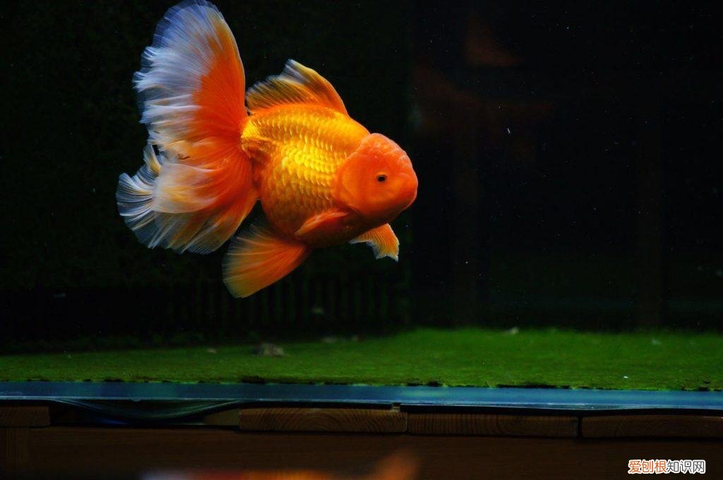 写出影响金鱼生活的因素 ，影响金鱼生活的环境因素有哪些？