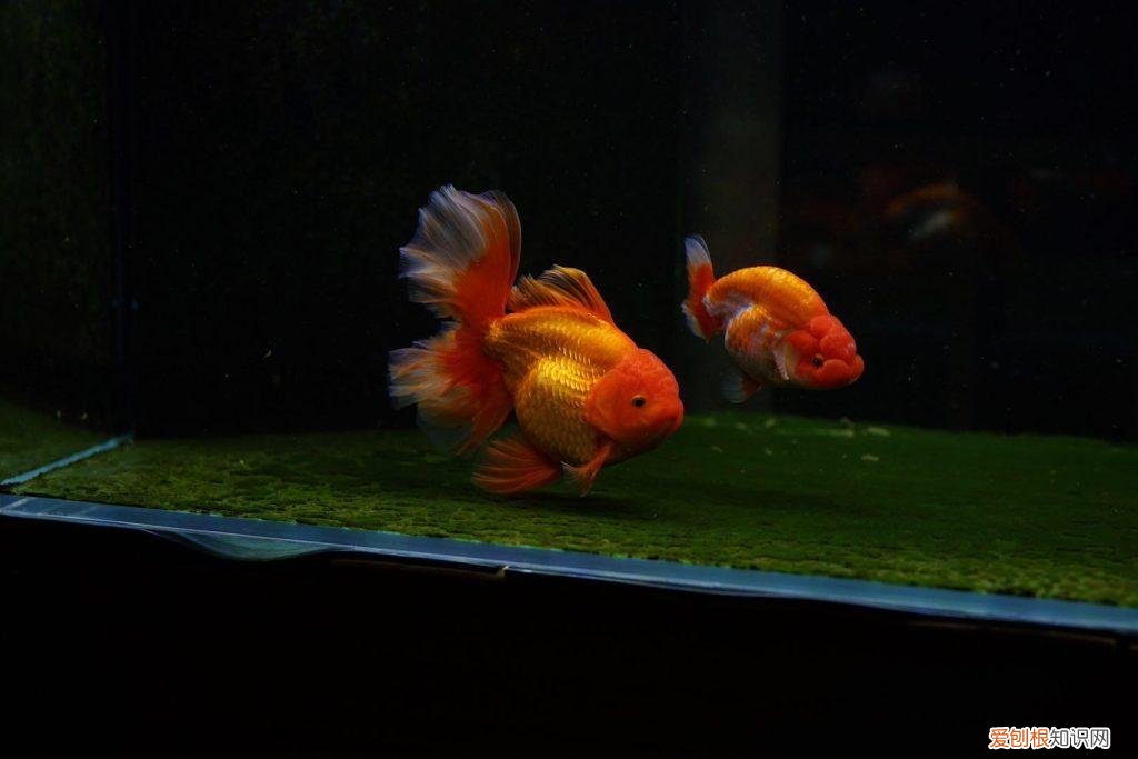 写出影响金鱼生活的因素 ，影响金鱼生活的环境因素有哪些？