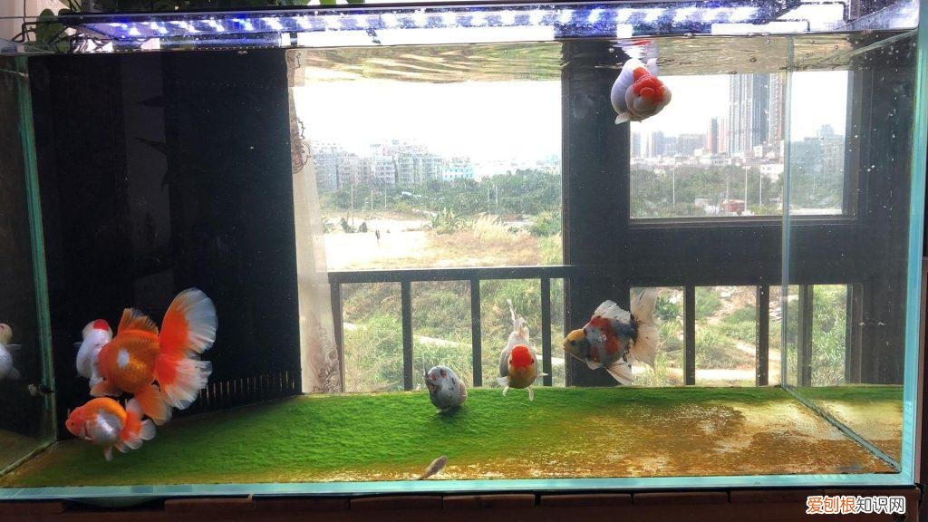 写出影响金鱼生活的因素 ，影响金鱼生活的环境因素有哪些？