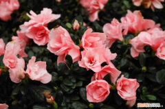 怀化适合种什么花，怀化适合养什么花，市花和市树是什么？