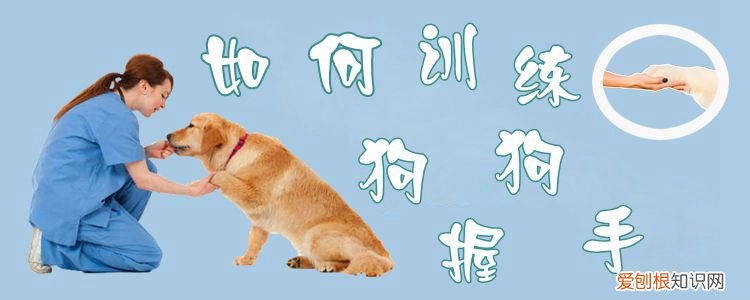 如何训练狗狗握手,训练狗狗握手残忍吗