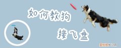 如何教狗接飞盘，如何教狗狗接飞盘教程