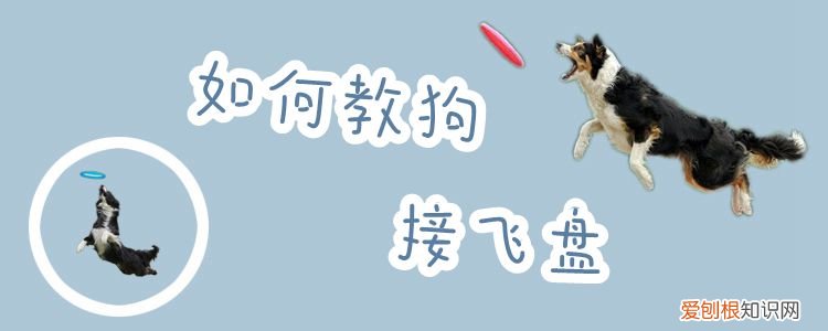 如何教狗接飞盘，如何教狗狗接飞盘教程