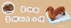 宠物狗怎样训大小便，宠物狗训练大小便教程