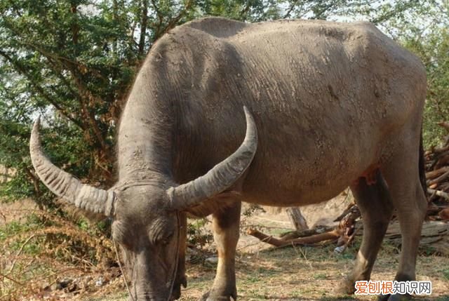 水牛怕深水吗 ，水牛为什么能在水里不被淹死？