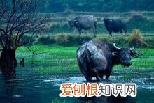 水牛怕深水吗 ，水牛为什么能在水里不被淹死？