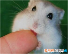 最小的仓鼠有多重 ，最小的仓鼠是什么仓鼠？