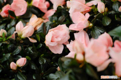 张家界绿植批发基地，张家界适合养什么花，市花和市树是什么？