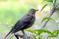 八哥鸟大便里带水是怎么回事 ，八哥鸟拉稀还带泡沫怎么回事？