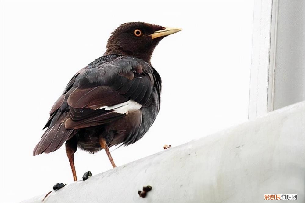 八哥鸟大便里带水是怎么回事 ，八哥鸟拉稀还带泡沫怎么回事？