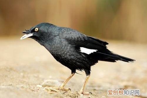 八哥鸟大便里带水是怎么回事 ，八哥鸟拉稀还带泡沫怎么回事？