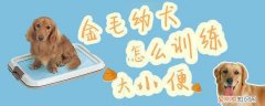 金毛幼犬怎么训练大小便，金毛犬如何训练大小便