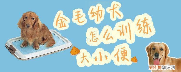金毛幼犬怎么训练大小便，金毛犬如何训练大小便