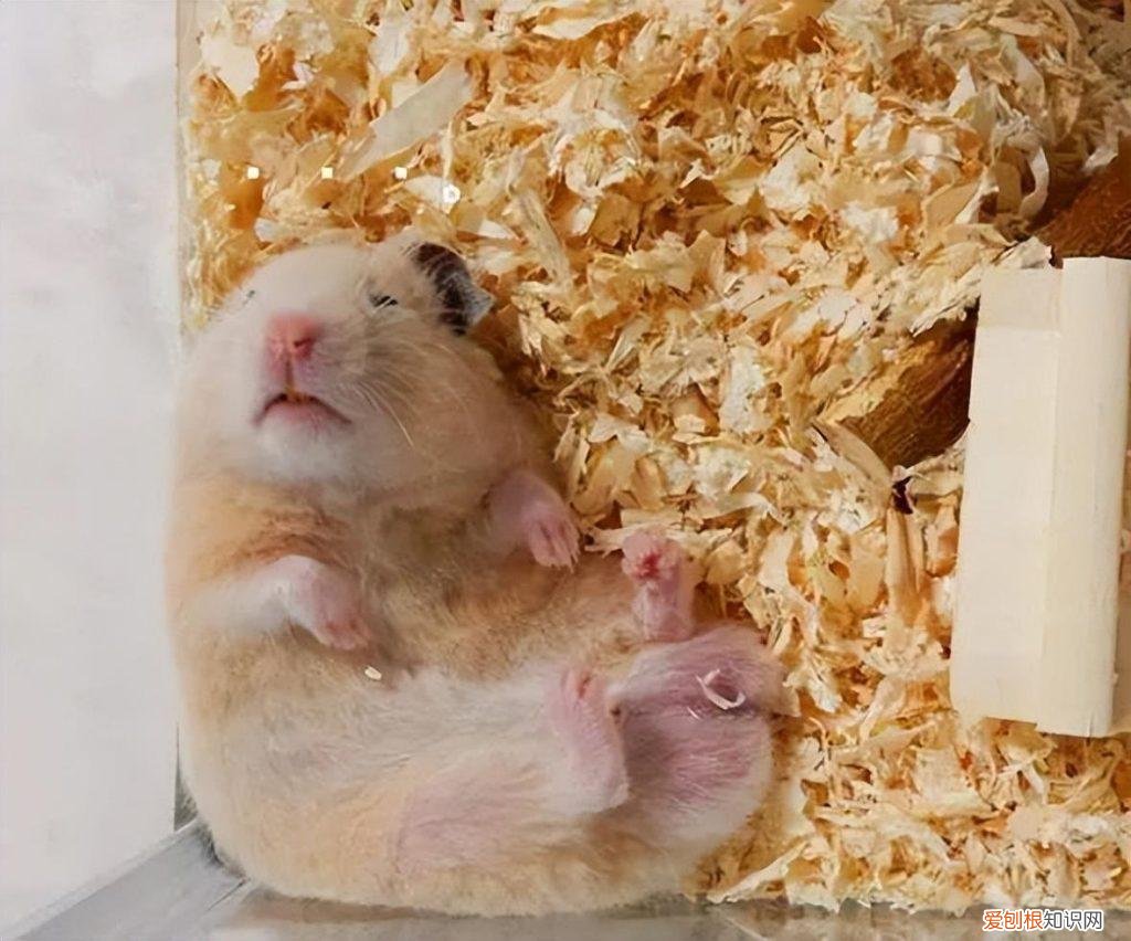 仓鼠真死跟假死的区别 ，仓鼠真死的区别图片？