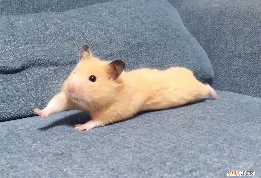 仓鼠真死跟假死的区别 ，仓鼠真死的区别图片？