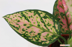 30种耐阴植物室内盆栽,耐阴的室内植物有哪些，30种耐阴植物室内盆栽，耐阴的室内植物？