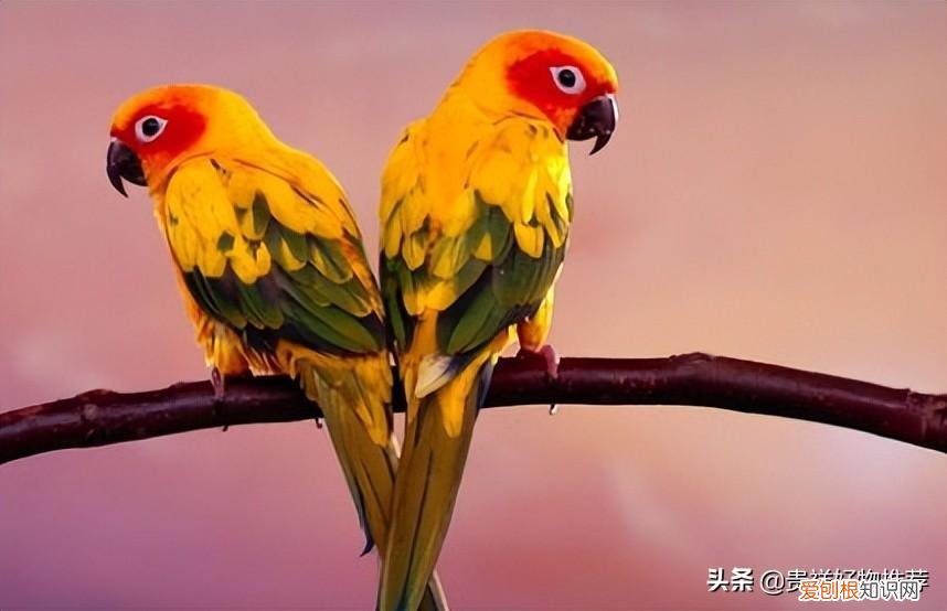 鹦鹉突然死了有几种可能 ，养的小鹦鹉突然死了？