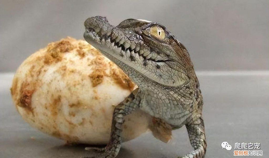 宠物鳄鱼的品种图片 ，宠物鳄鱼叫什么名字？