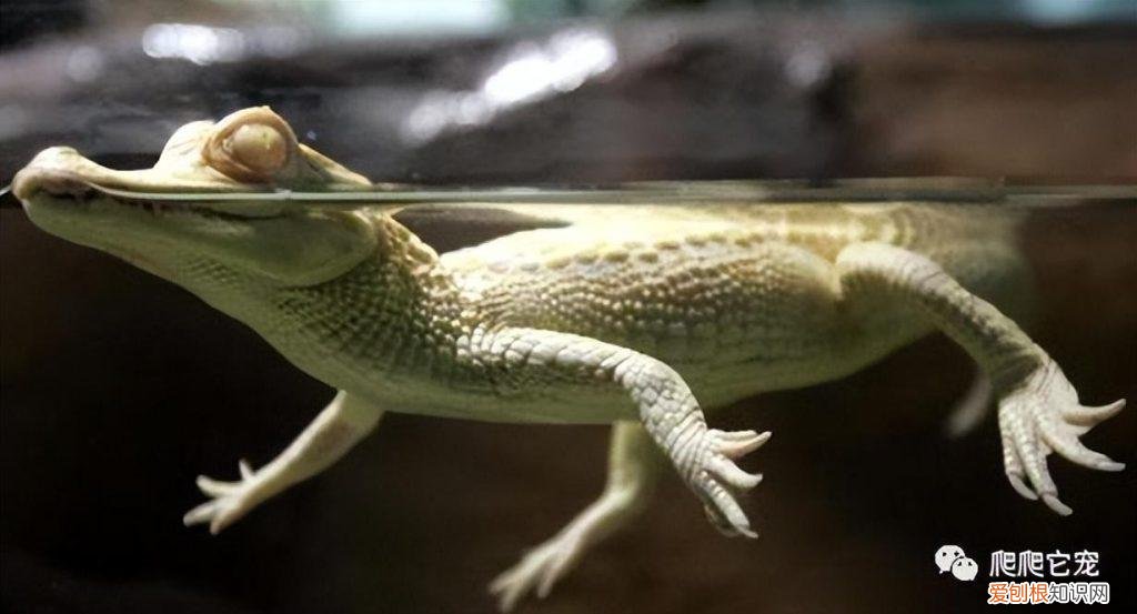 宠物鳄鱼的品种图片 ，宠物鳄鱼叫什么名字？