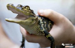 宠物鳄鱼的品种图片 ，宠物鳄鱼叫什么名字？