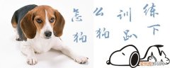 如何训练狗趴下，如何训练狗趴下来