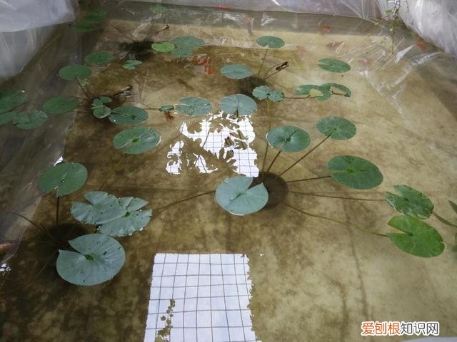 养金鱼怎么养才能养活 ,怎样快速把自来水变成养鱼水?