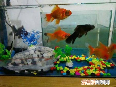 养金鱼怎么养才能养活 ,怎样快速把自来水变成养鱼水?