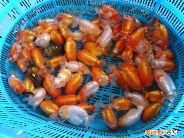 养金鱼怎么养才能养活 ,怎样快速把自来水变成养鱼水?