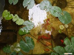 养金鱼怎么养才能养活 ，怎样快速把自来水变成养鱼水？