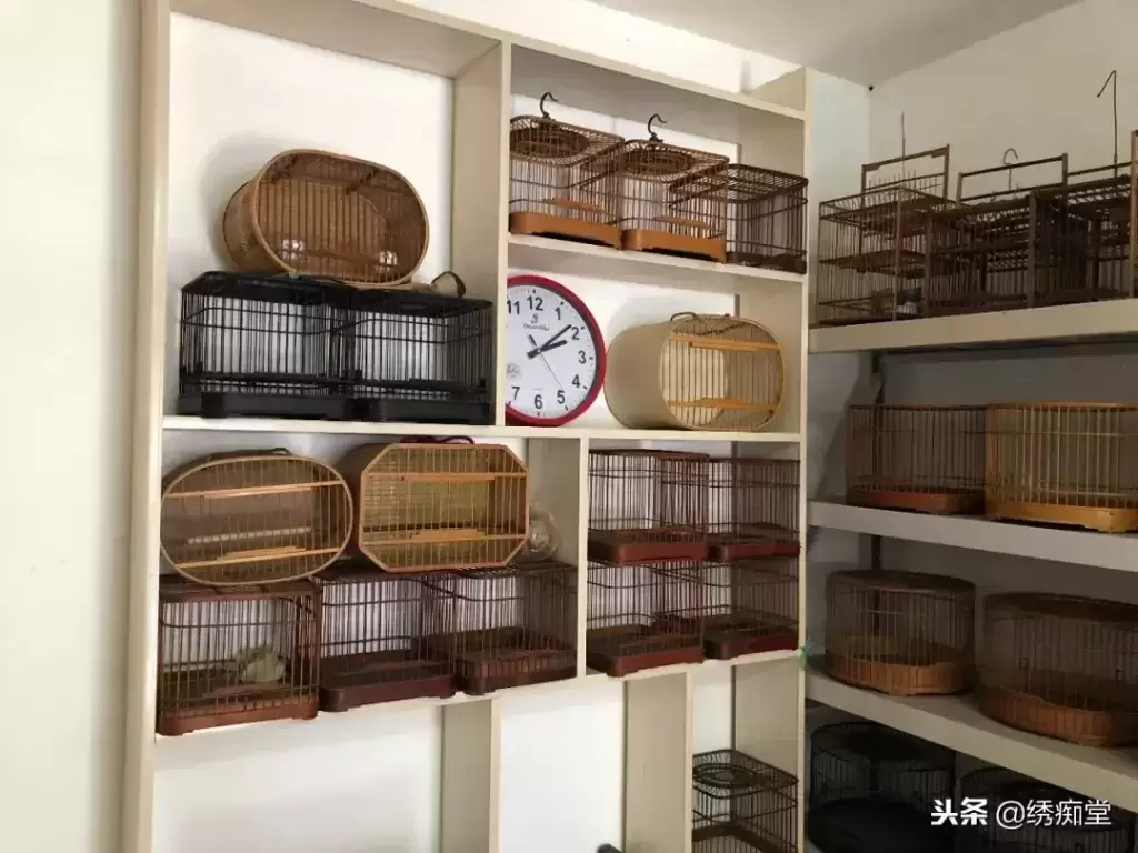 鸟笼保养视频教程全集 ，鸟笼保养视频教程大全？