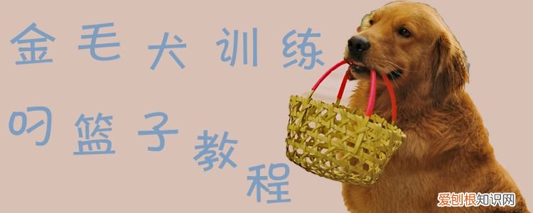 金毛犬训练叼篮子教程，狗狗叼篮子训练方法