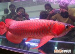 怎么养红龙鱼 ，如何才能养好红龙鱼？