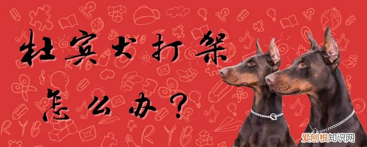 杜宾犬打架怎么办，杜宾犬能打吗