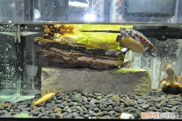 能跟龟一起养的鱼是什么鱼 ，能与龟混养的鱼？