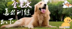 金毛犬怎么训练趴下，金毛犬怎么训练趴下的